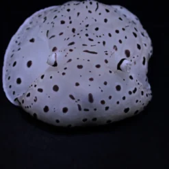 Euselenops luniceps | All sizes