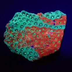 Favites pentagona (Premium) | L