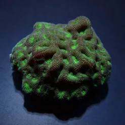Favites spp. (Green) | L
