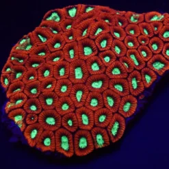 Favites spp. (Premium) | M