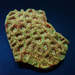 Favites spp. (Red) | M