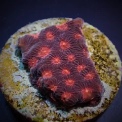 Favites spp. (Red) (frag) | FRAG