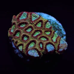 Favites spp. (Ultra) (frag) | FRAG