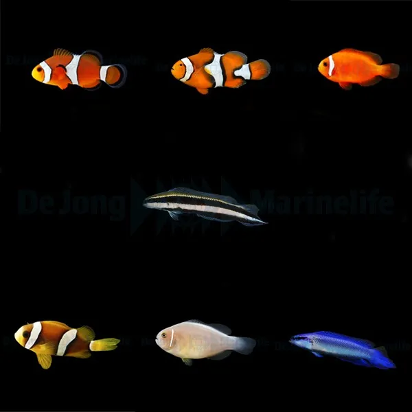 DJM bred fish package 1 (Mix)