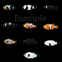 DJM bred fish package 12 (Designers)