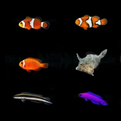 DJM bred fish package 2 (Mix)