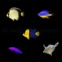 DJM bred fish package 20 (Mix 3)