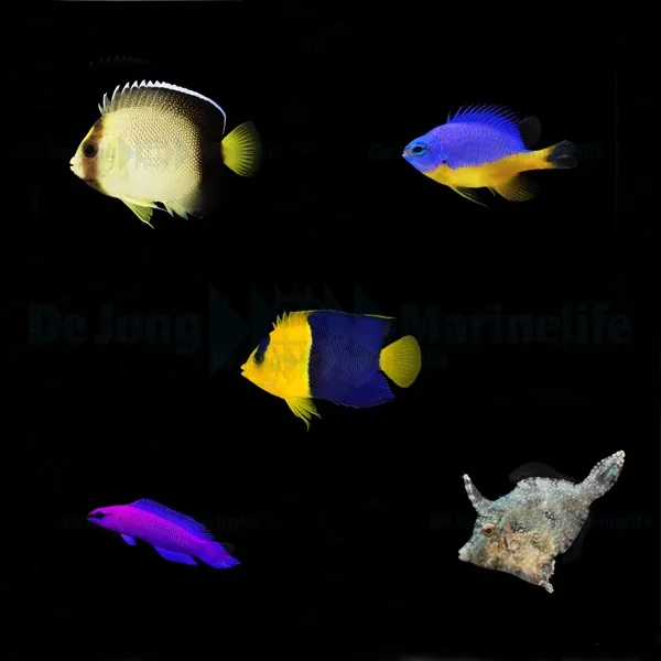 DJM bred fish package 20 (Mix 3)