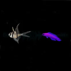 DJM bred fish package 21 (Mix 4)
