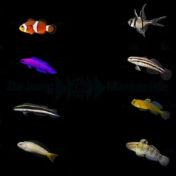 DJM bred fish package 13 (Mix 2)