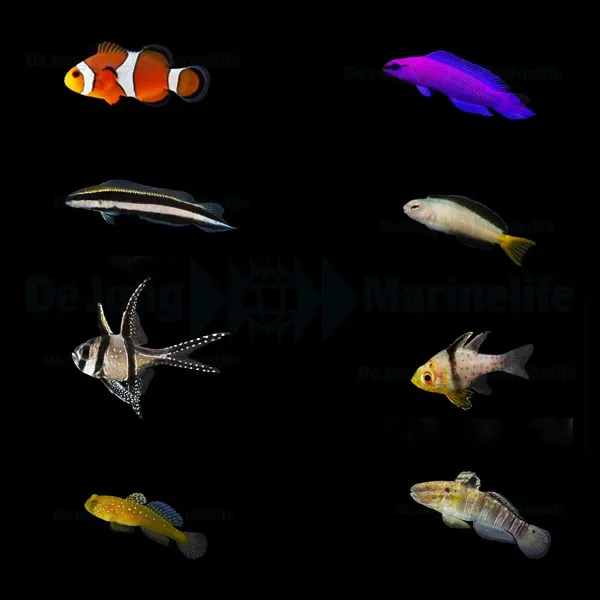 DJM bred fish package 3 (Mix)