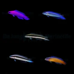 DJM bred fish package 5 (Pseudochromis)