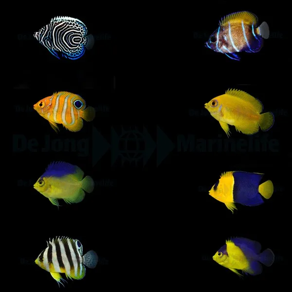 DJM bred fish package 7 (Angels)