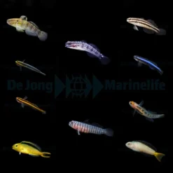 DJM bred fish package 8 (Gobies-Blennies)