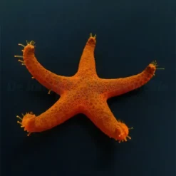 Fromia milleporella | All sizes