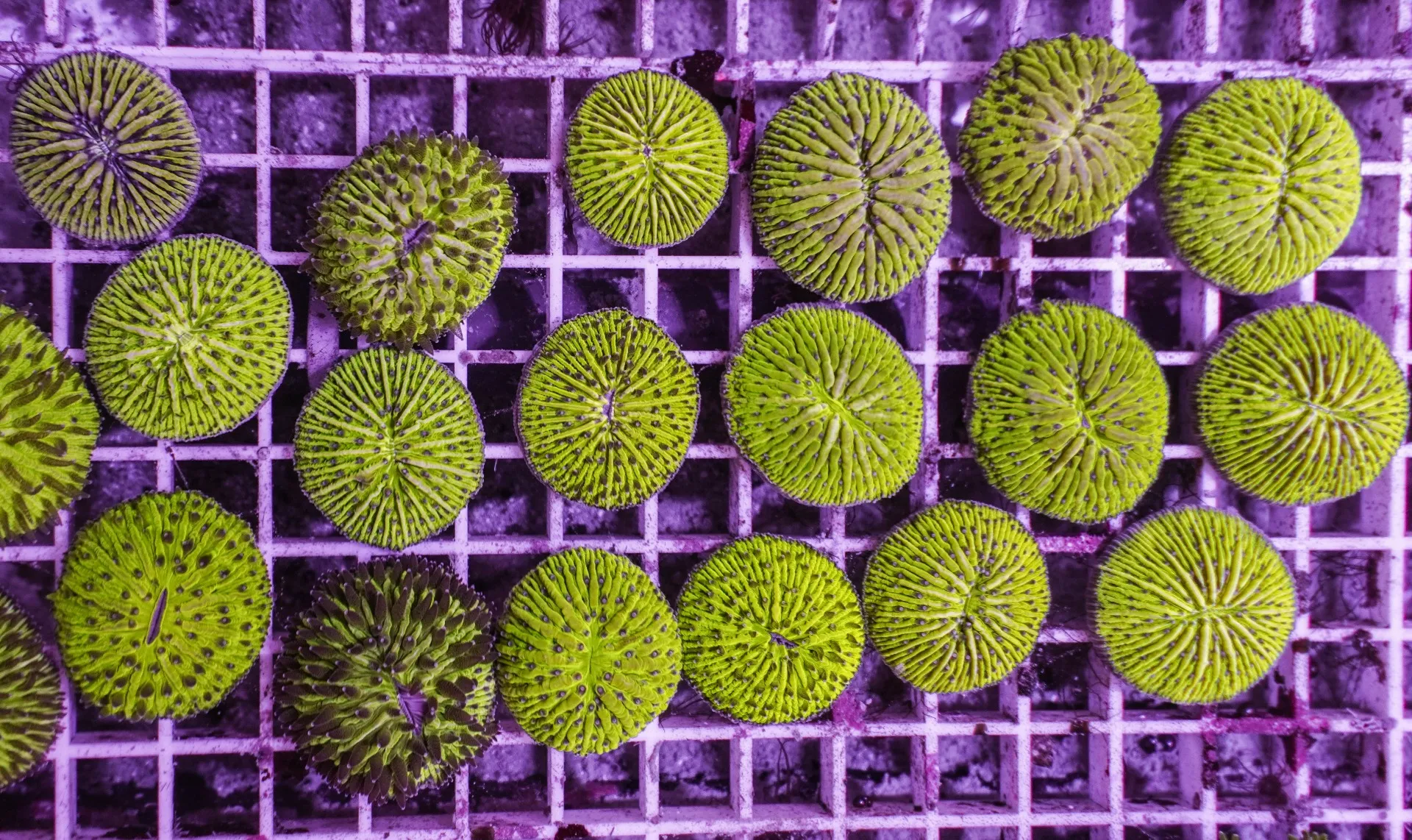 Fungia spp. (Green) | L