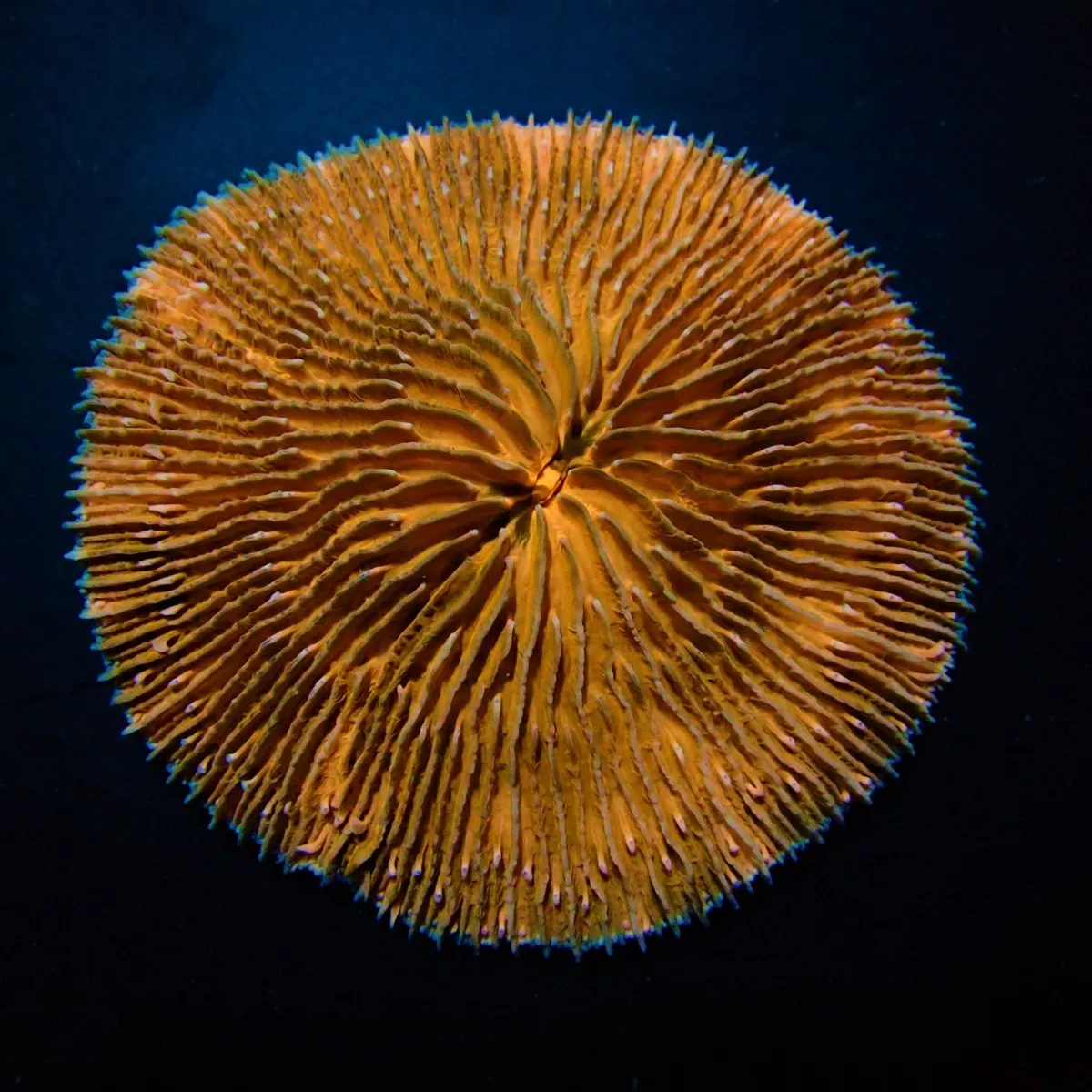 Fungia spp. (Orange) | L