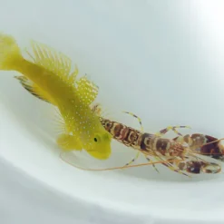 Cryptocentrus cinctus + Alpheus spp. | All sizes