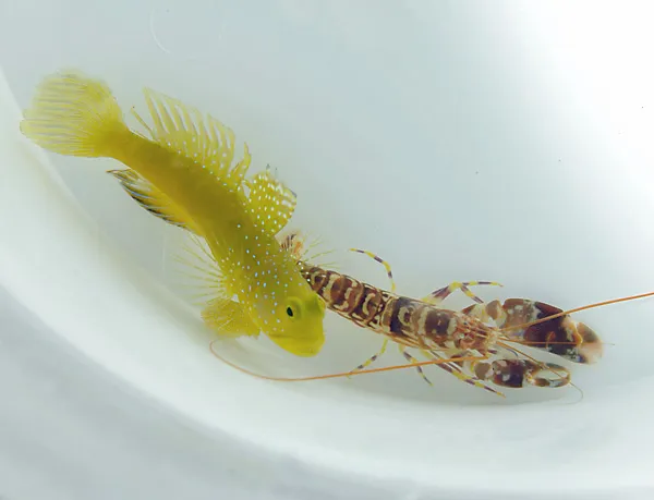Cryptocentrus cinctus + Alpheus spp. | All sizes
