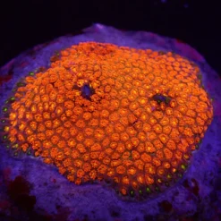Goniopora minor (Mickey Mouse) | L
