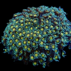 Goniopora spp. (Orange Center) | M