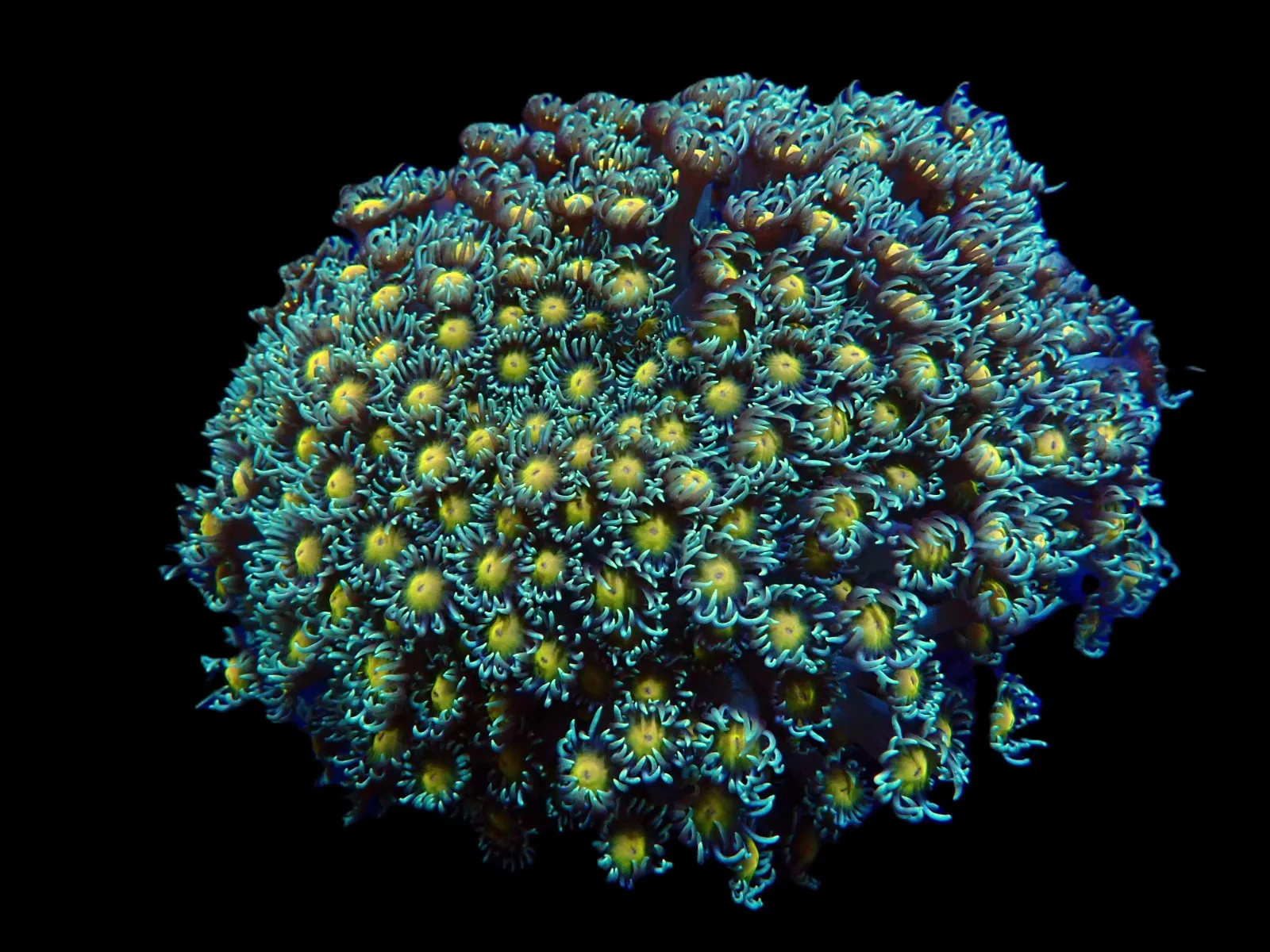 Goniopora spp. (Orange Center) | L
