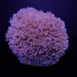 Goniopora spp. (Blue-Purple) | T