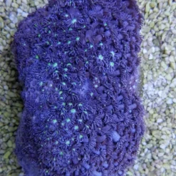 Goniopora spp. (Blue) (Premium) | L