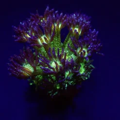 Goniopora spp. (Blue-Green Glitter) (frag) | FRAG
