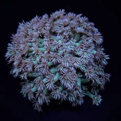 Goniopora spp. (Green) | XXXL