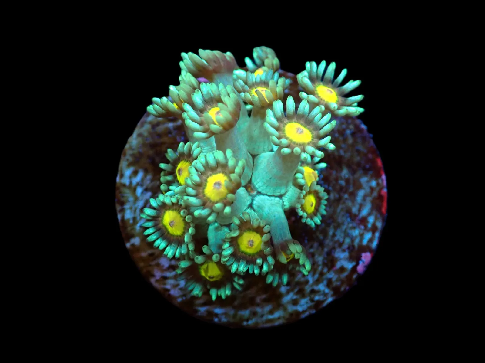 Goniopora spp. (Orange Center) (frag) | FRAG
