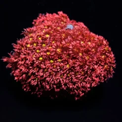 Goniopora spp. (Red-Yellow-Green Center) | T