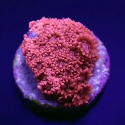 Goniopora spp. (Red) (Premium) (frag) | FRAG