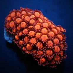 Goniopora spp. (Red) (Ultra) | M