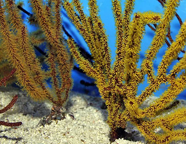 Gorgonia spp. (Colored) | T