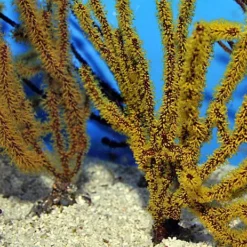 Gorgonia spp. (Colored) | XL