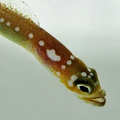 Gorgasia maculata | All sizes