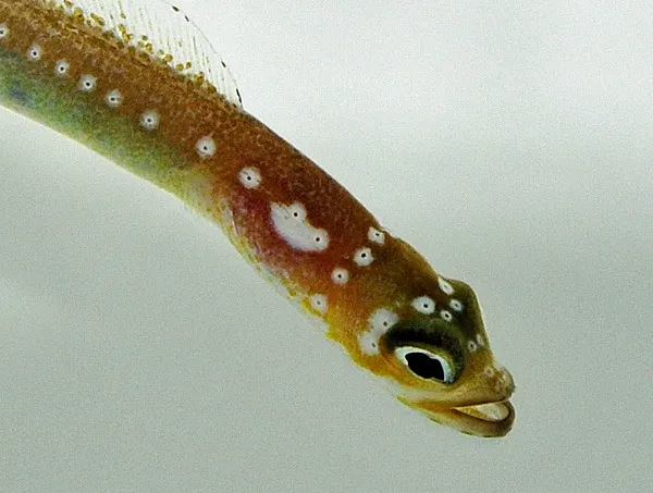 Gorgasia maculata | All sizes