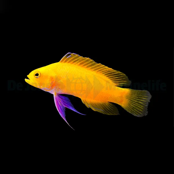 Gramma dejongi - T.B. | All sizes