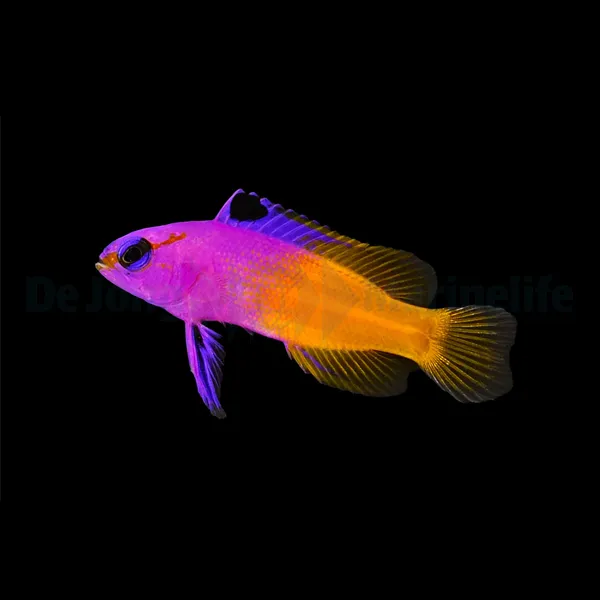 Gramma loreto - DJM Bred | All sizes