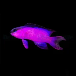 Gramma melacara | All sizes