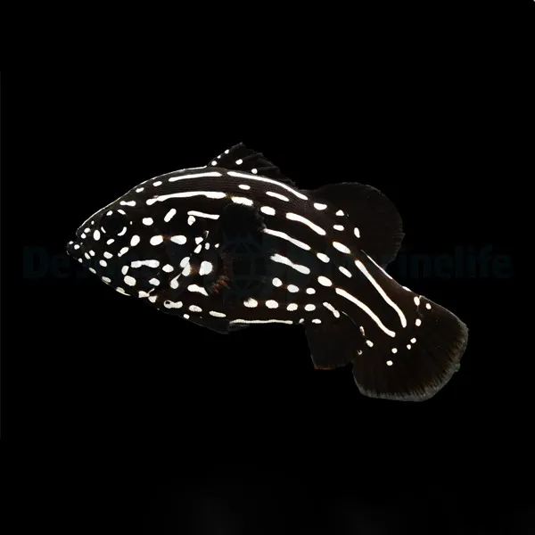 Grammistes sexlineatus | M