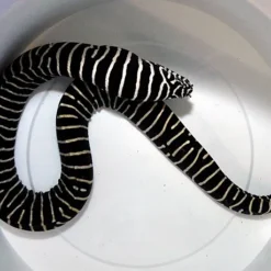 Gymnomuraena zebra | M/L