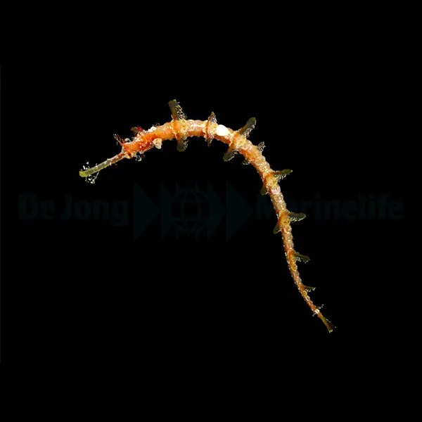 Halicampus macrorhynchus | All sizes
