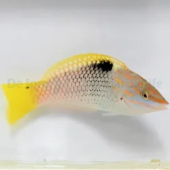 Halichoeres hortulanus | L
