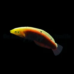 Halichoeres iridis | All sizes