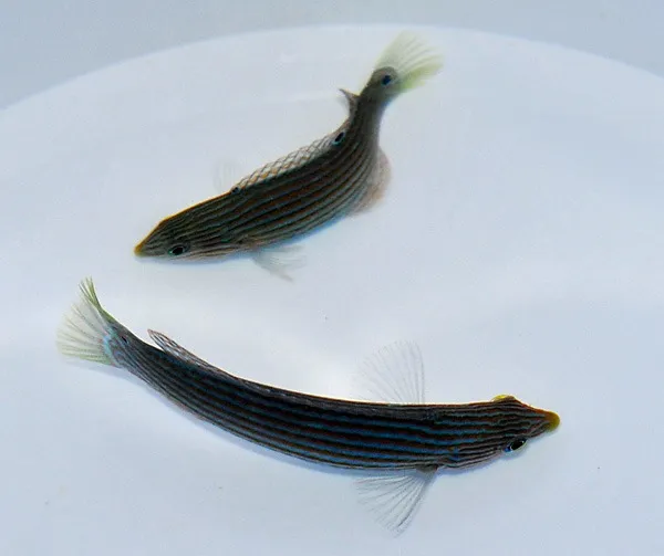 Halichoeres leucurus (female) | All sizes