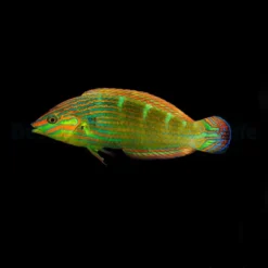 Halichoeres melanurus | M
