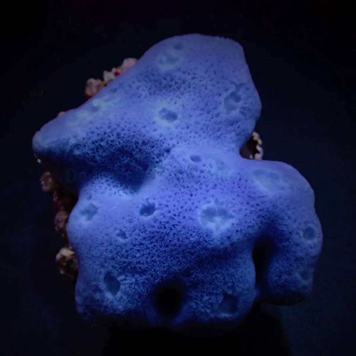 Haliclona spp. (Blue) (Tubular) | M
