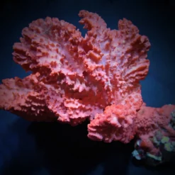 Haliclona spp. (Orange) | M